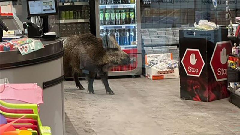 Ein Wildschwein hat sich in ein Einkaufszentrum in Berlin-Köpenick verirrt.