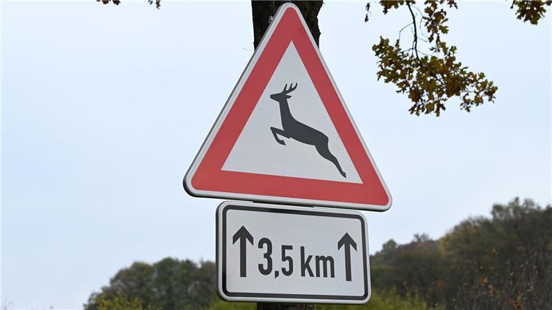 Ein Wildtier löste auf der L880 einen schweren Unfall aus. (Symbolbild)