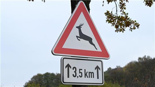 Ein Wildtier löste auf der L880 einen schweren Unfall aus. (Symbolbild)