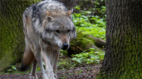 Ein Wolf aus Niedersachsen hat mehr als 1200 Kilometer zurückgelegt.