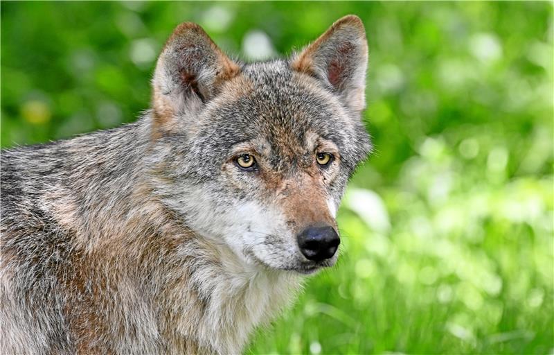 Ein Wolf aus dem Wildpark Eekholt. Ein wild lebender Verwandter des Raubtiers hat am Wochenende in der Kollie bei Braunlage eine Hirschkuh gerissen.  Foto: GZ-Archiv
