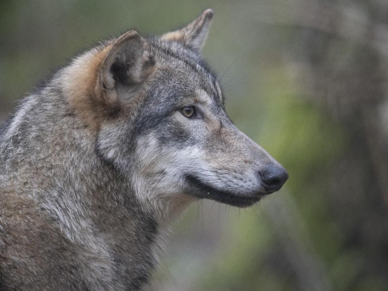 Ein Wolf blickt zur Seite. Foto: Boris Roessler/dpa/Symbolbild
