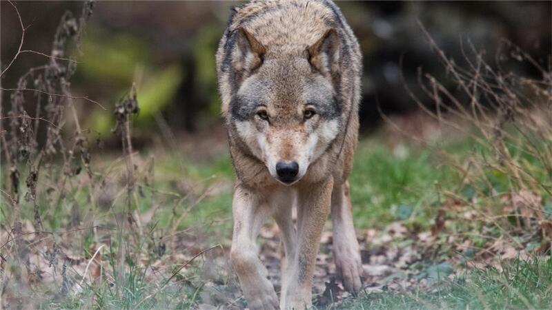 Ein Wolf hat am Wochenende in Butjadingen sowie auch in Eckfleth mehrere Schafe gerissen (Symbolbild) .