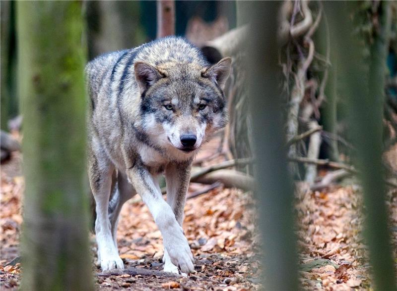 Ein Wolf hat im Stadtgebiet von Cuxhaven ein Rind gerissen - nach einem Kampf. Foto: Carsten Rehder / dpa