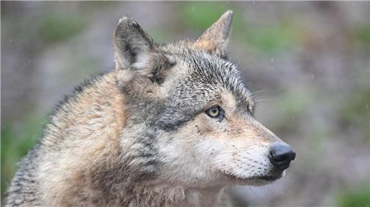 Ein Wolf hat in Hamburg eine Frau gebissen. Wie geht es für ihn weiter? (Symbolbild)
