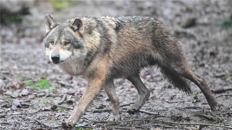 Ein Wolf hat in Hamburg eine Frau gebissen. Wie geht es für ihn weiter? (Symbolbild)