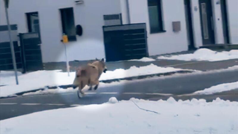 Ein Wolf ist am Mittwochmorgen in ein Wohngebiet im Stader Nachbarkreis gelaufen.