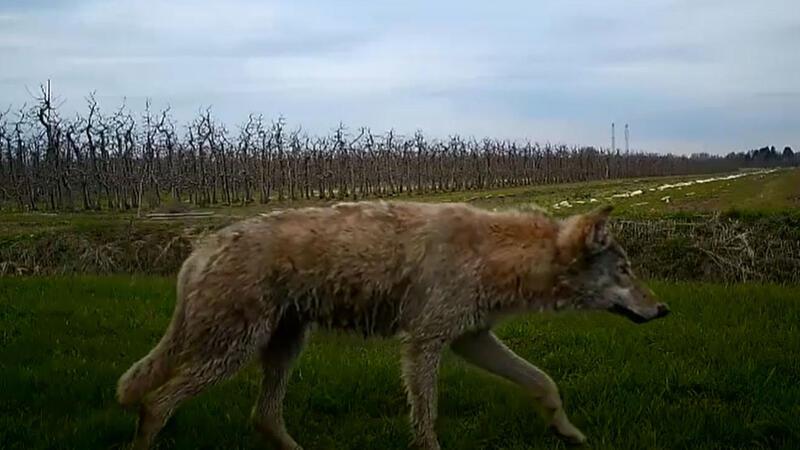 Neues Video: Ist der Wolf jetzt auch im Alten Land heimisch geworden? Ein Wolf ist im Alten Land gefilmt worden.