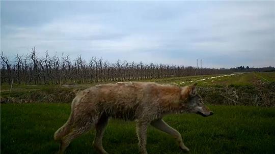 Ein Wolf ist in den Obstplantagen im Alten Land unterwegs.