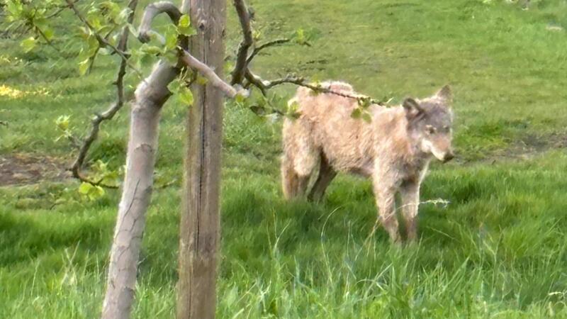 Ein Wolf ist in den Obstplantagen im Alten Land unterwegs.