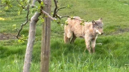 Ein Wolf ist wohl seit Monaten in den Obstplantagen im Alten Land unterwegs.