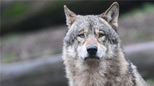 Ein Wolf läuft auf Futter wartend durch ein Gehege im Tierpark