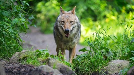 Ein Wolf läuft im Wildpark Lüneburger Heide durch sein Gehege.