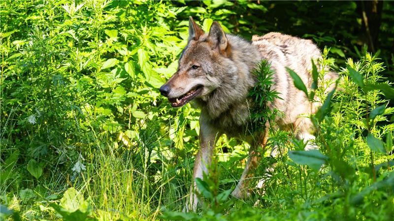 Ein Wolf läuft in einem niedersächsischen Wildpark in der Lüneburger Heide durch sein Gehege. (zu dpa: «Mindestens 1.636 Wölfe leben in Deutschland»)