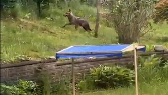 Ein Wolf läuft zwischen Barger Weg und Dubbenweg in Stade umher. Im Fotovordergrund ist ein Sandkasten mit blauem Dach zu sehen.