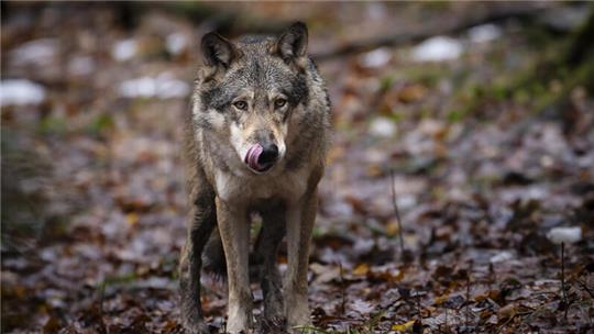 Ein Wolf