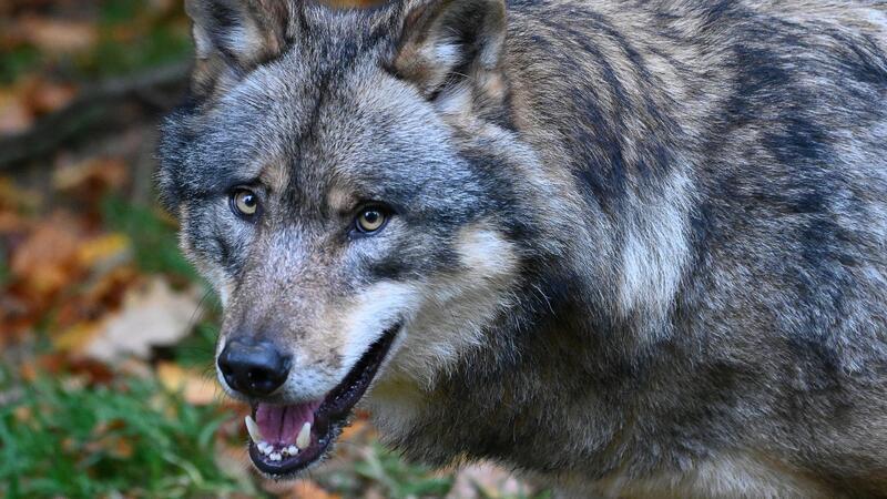 Ein Wolf mit der Kennung „GW950m“ soll viele Risse im Raum Burgdorf begangen haben.