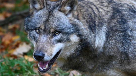 Ein Wolf mit der Kennung „GW950m“ soll viele Risse im Raum Burgdorf begangen haben.