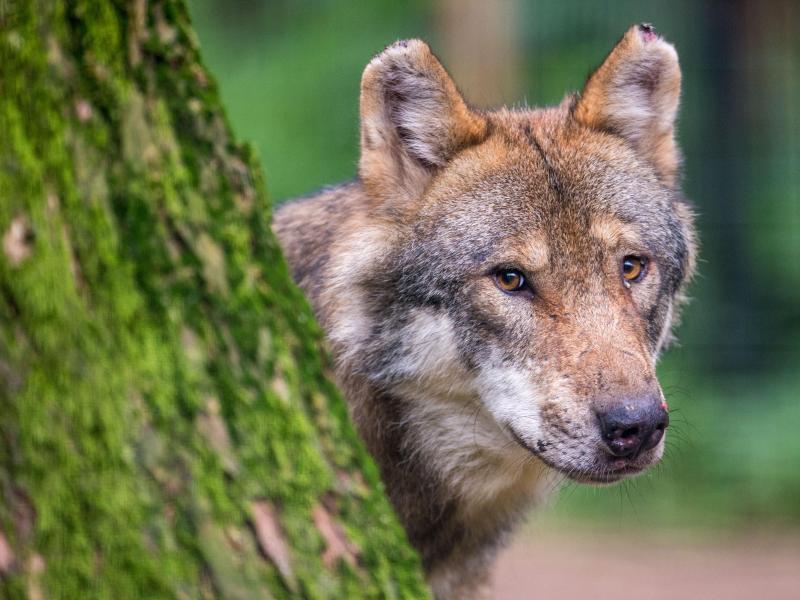 Ein Wolf schaut hinter einem Baum hervor. Foto: Lino Mirgeler/dpa/Symbolbild