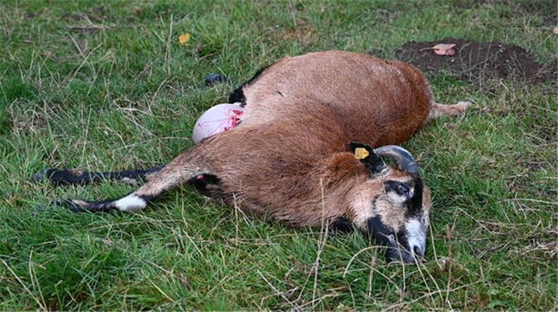 Ein Wolf soll dieses Schaf in Hamburg-Marmstorf gerissen haben.