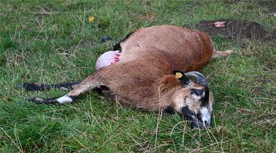 Ein Wolf soll dieses Schaf in Hamburg-Marmstorf gerissen haben.
