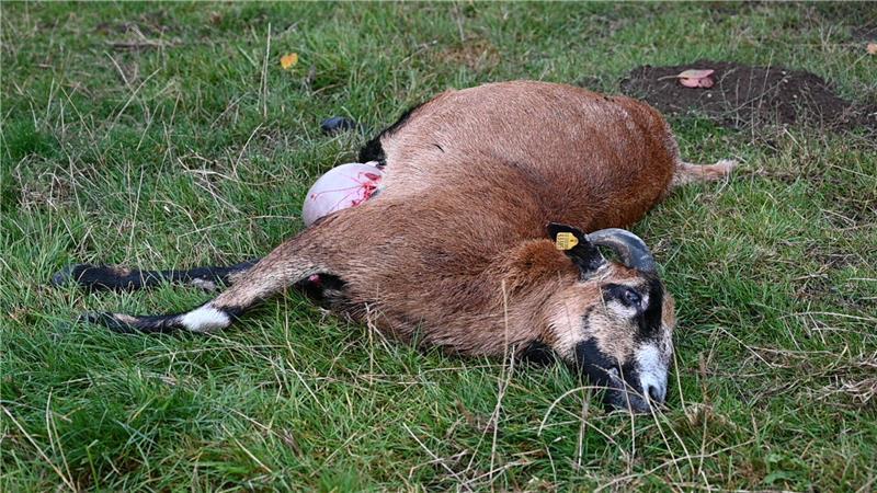 Ein Wolf soll ein Schaf in Hamburg-Marmstorf getötet und ein weiteres lebensgefährlich verletzt haben.