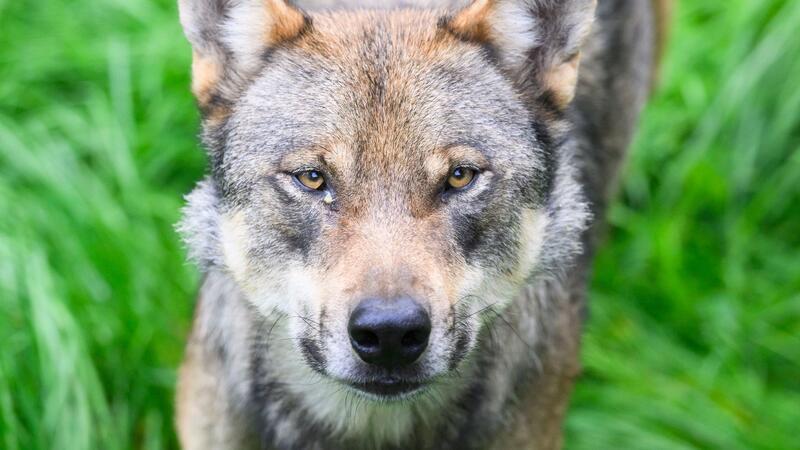 Wie sollen Wolfsabschüsse erleichtert werden? Ein Wolf steht im Gehege im Wisentgehege Springe.