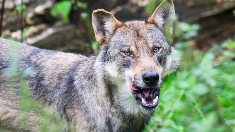 Wolfsangriffe: Niedersachsen gibt fast sieben Millionen Euro für Schutzmaßnahmen aus Ein Wolf steht im Gehege im Wisentgehege Springe.