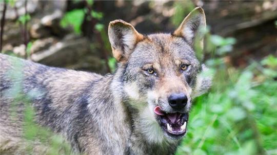 Ein Wolf steht im Wisentgehege Springe.