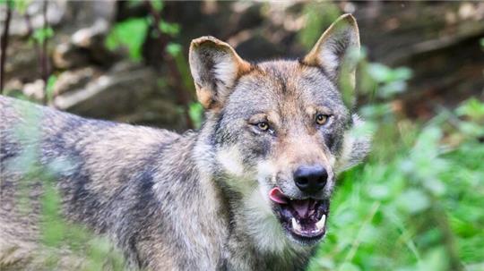 Ein Wolf steht in Niedersachsen.