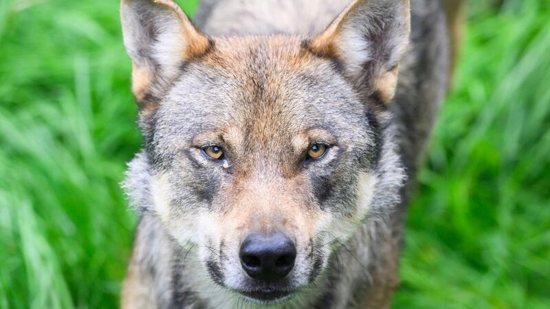 Minister Meyer will einfache Regeln für Wolfsabschüsse Ein Wolf steht in einem Gehege.