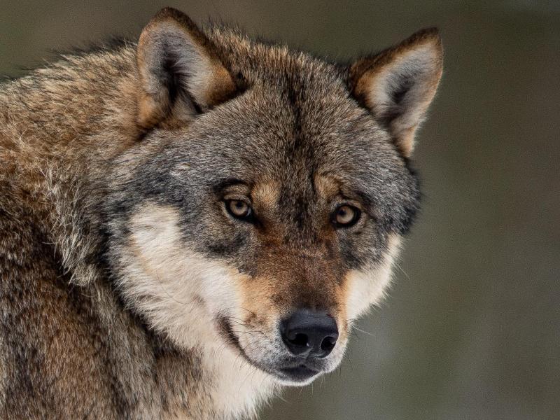 Ein Wolf steht in einem Gehege im Wildpark Neuhaus. Foto: Swen Pförtner/dpa