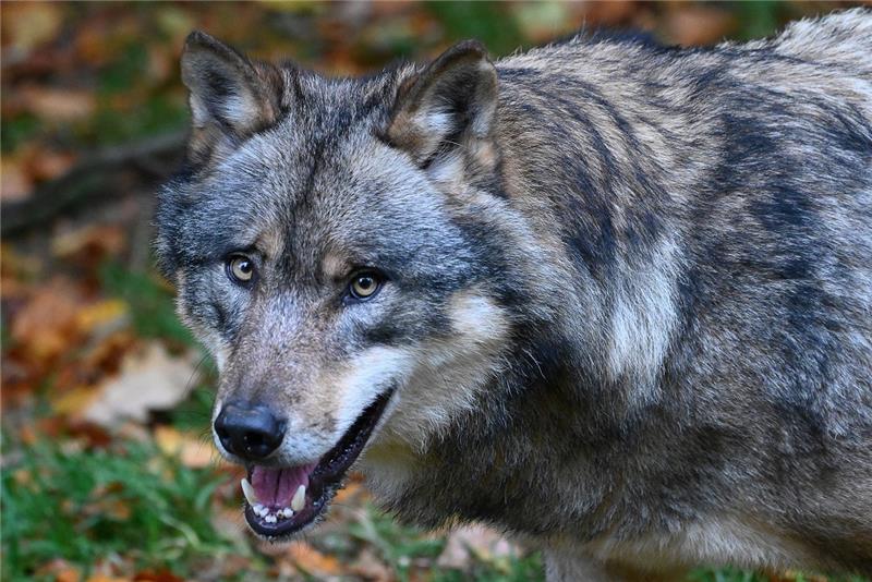 Ein Wolf steht in einem Gehege vom Wildpark Neuhaus im Solling (Illustration). Foto: Swen Pförtner/dpa