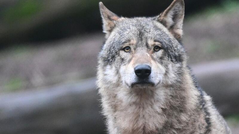 Ausnahmegenehmigung für Wolfsabschuss war rechtswidrig Ein Wolf wartet in seinem Gehege auf Futter.
