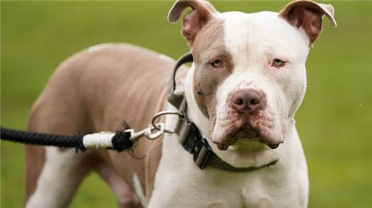 Ein XL-Bully-Hund namens Riz in Birmingham.