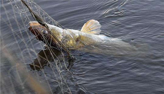 Ein Zander zappelt im Netz. Niedersachsen hat in den vergangenen fünf Jahren Zander, Brassen und Aale aus Elbe, Ems, Weser, Aller und Oste auf PFAS untersuchen lassen. Ergebnis: In allen untersuchten Fischproben wurde PFOS (Perfluoroktansulfonsäure) gefunden. Foto: Patrick Pleul/dpa-Zentralbild/dpa-tmn