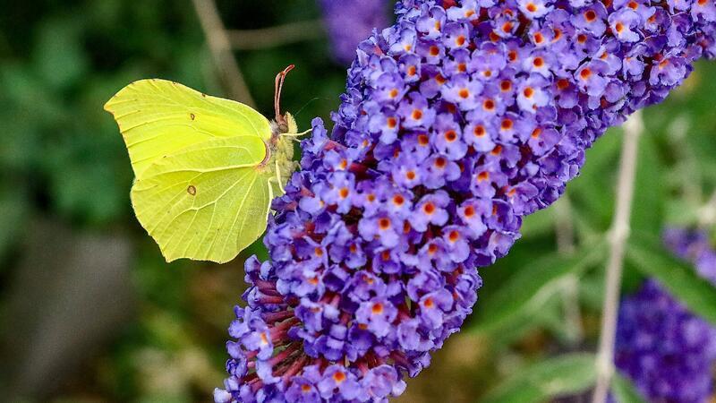 Ein Zitronenfalter sitzt auf der Blüte eines Sommerflieders.