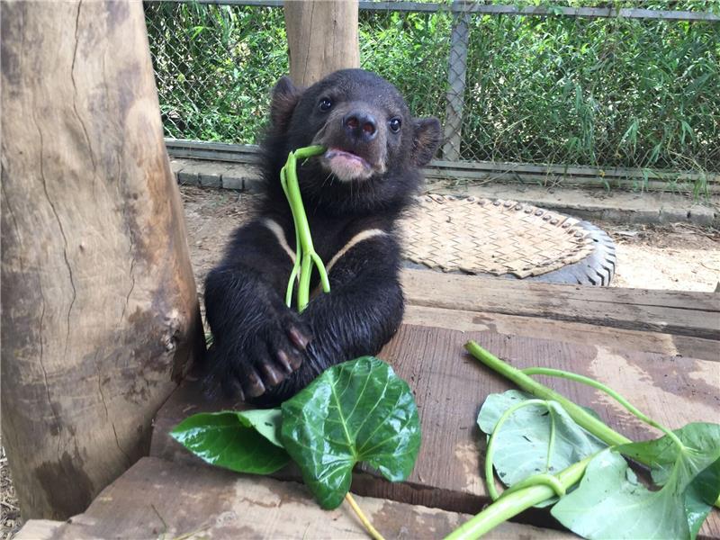 Vietnam: Hoffnung auf Ende der Qualen für Gallebären Ein als Jungtier geretteter asiatischer Schwarzbär im Bärenschutzgebiet von «Vier Pfoten».