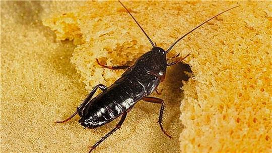 Ein anscheinend nicht tot zu kriegendes Insekt: die Küchenschabe.