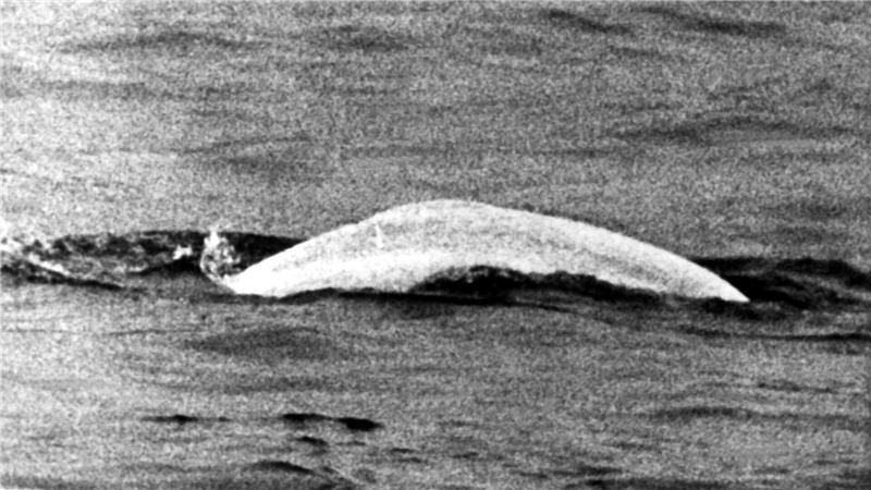 Wal, Eisbär, Krake - diese Tierschicksale haben uns berührt Ein auf den Namen Moby Dick getaufter Beluga sorgte 1966 für Aufsehen.