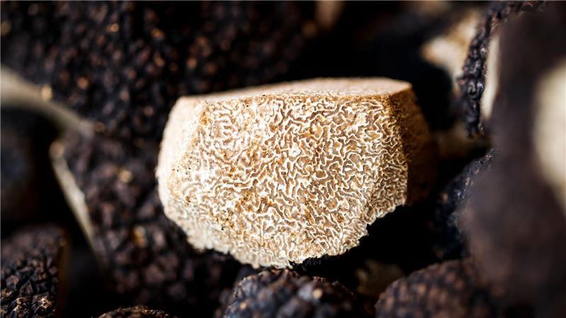Warum Trüffel Trendfood sind Ein aufgeschnittener Burgundertrüffel (Tuber uncinatum) auf einem Markt in der Schweiz. (Archivbild)