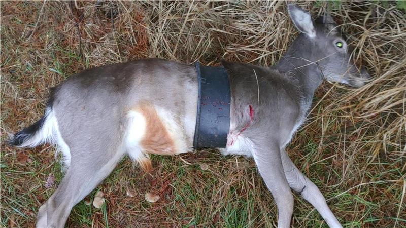Langes Leid: Jäger finden Hirsch mit Eimer um den Leib Ein aufgeschnittener Eimer umfasst den Körper des geschossenen Wildtieres, das möglicherweise schon als kleines Kalb unfreiwillig in das Kunststoffteil geraten ist. Foto: Klindworth