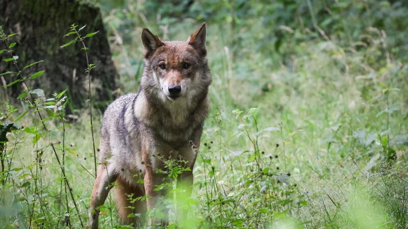 Wolf wird auf A20 von Auto angefahren – tot Ein ausgewachsener weiblicher Wolf steht auf einer Wiese.