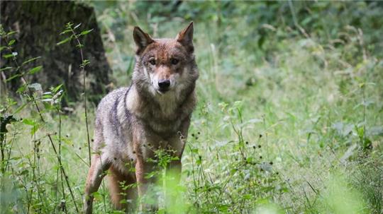 Ein ausgewachsener weiblicher Wolf steht auf einer Wiese.