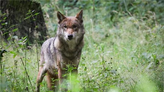 Ein ausgewachsener weiblicher Wolf steht auf einer Wiese. Foto: Christian Charisius/dpa/Symbolbild