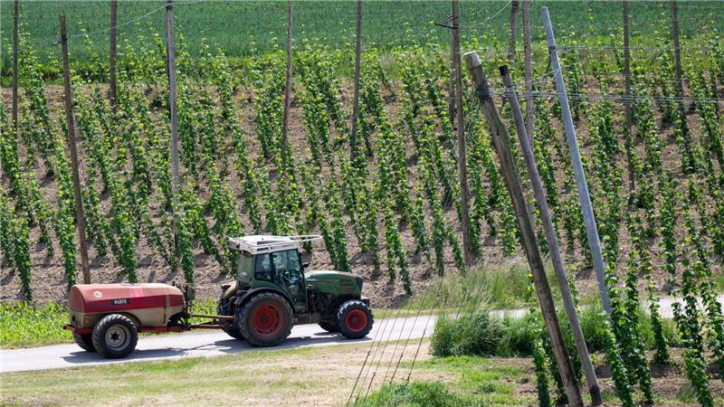 Ein bayerischer Hopfenpflanzer bei der Arbeit (Archiv)