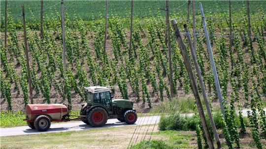 Ein bayerischer Hopfenpflanzer bei der Arbeit (Archiv)