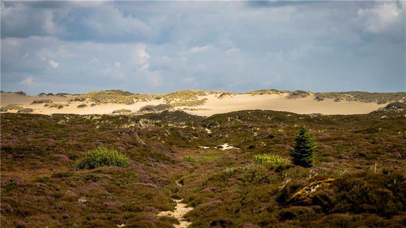 Ein bei der Auktion angebotenes Objekt in List bietet nach Angaben der DGA einen Blick auf die Heidelandschaft und die Wanderdüne. (Symbolbild)