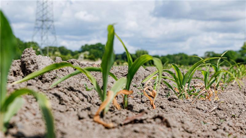 Ein bisschen Regen könnte jetzt für Entspannung auf den Feldern führen. (Archivbild)