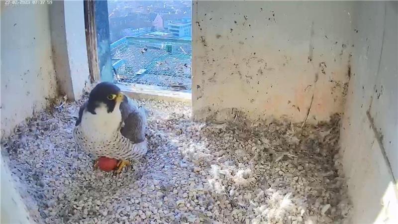 Im Tarnzelt gegen die Krähenplage Ein brütender Wanderfalke in einem Falkennistkasten. Foto: dpa